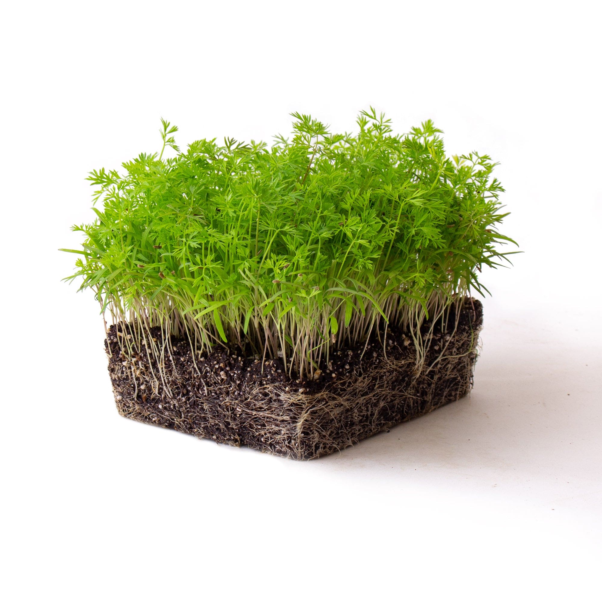 Carrot microgreens