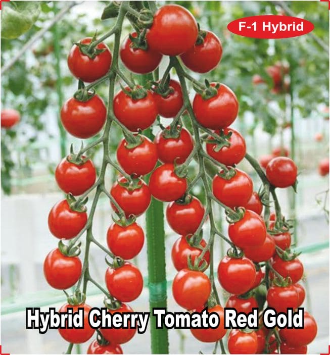 F1 Hybrid Cherry Tomato Red Gold Seeds