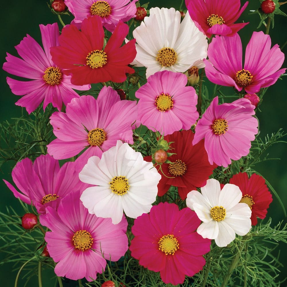 Cosmos Sensation Mix Seeds