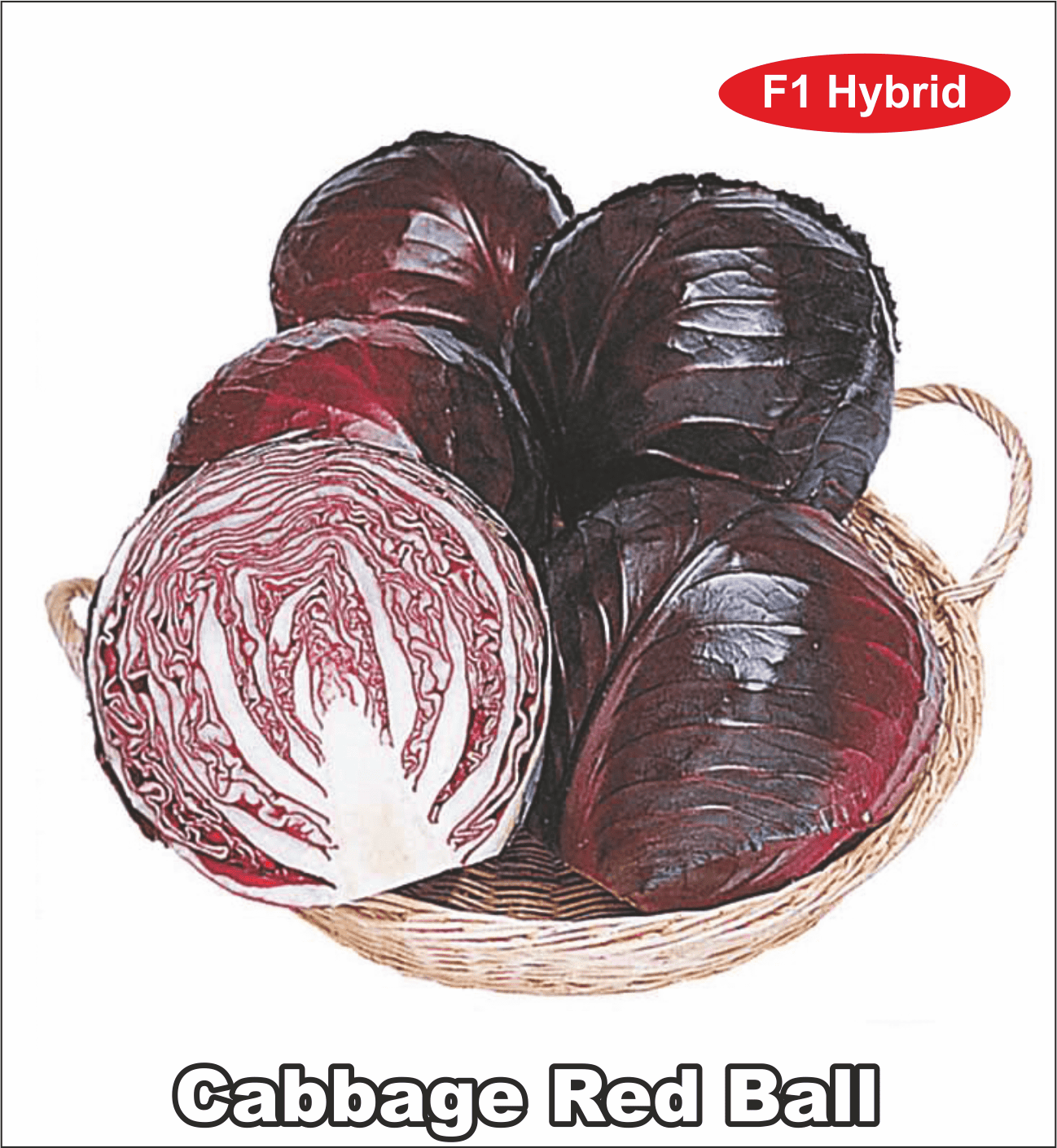 F1 Hybrid Red Cabbage Red Ball Seeds