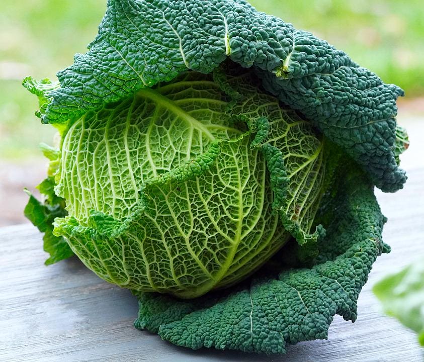Cabbage Savoy Seeds