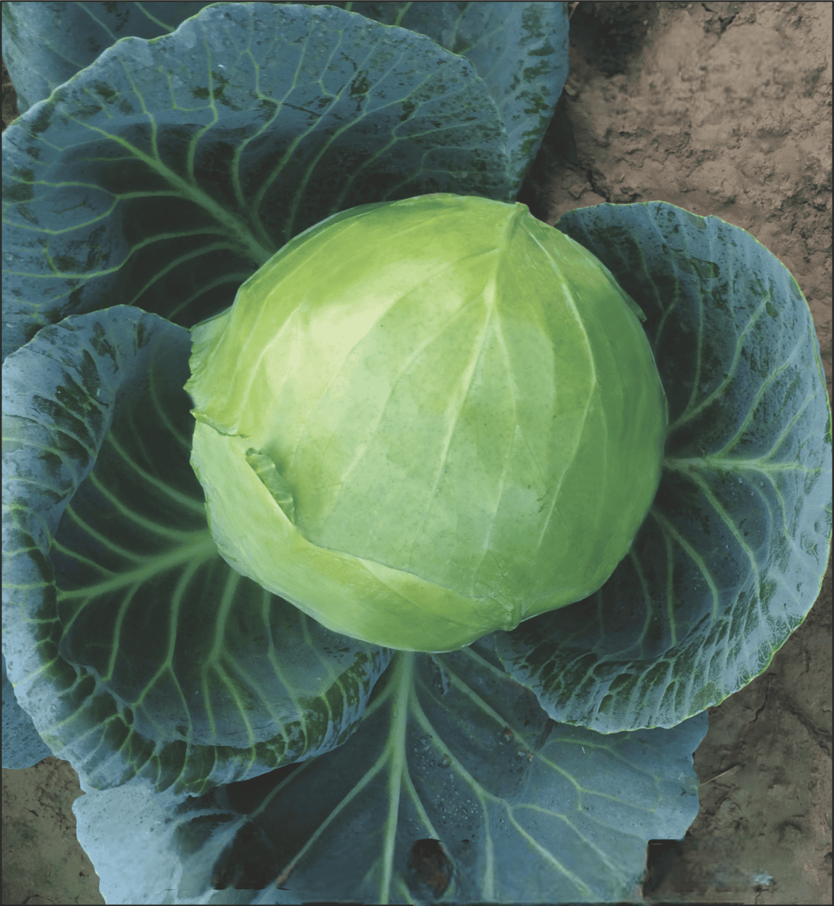 Hybrid Cabbage Stonex-55 Seeds