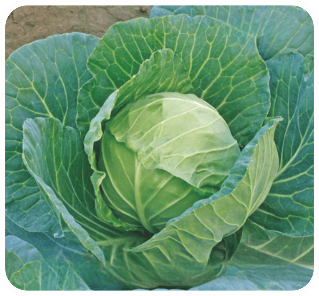 Cabbage Golden Acre Imported Seeds