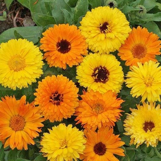 Calendula Princess Mix Seeds