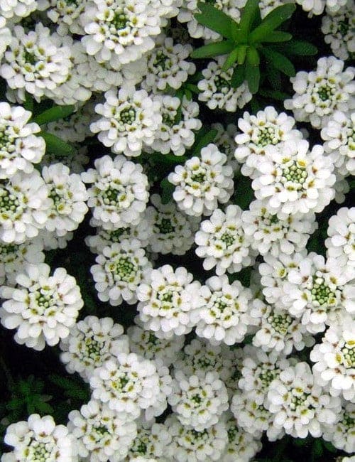 Candytuft White Seeds