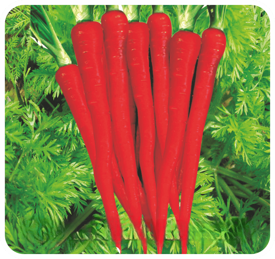 Carrot Deep Red Seeds