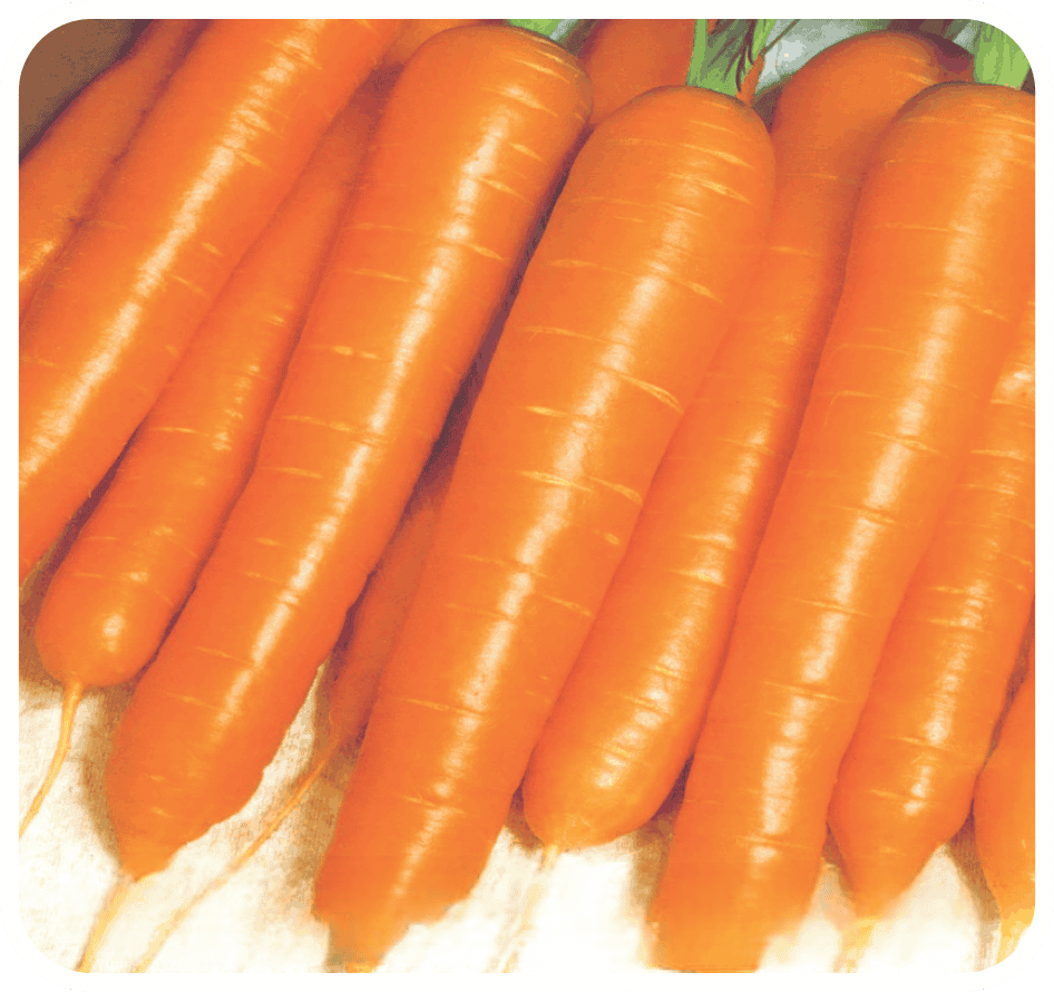Carrot Orange Nantes Seeds