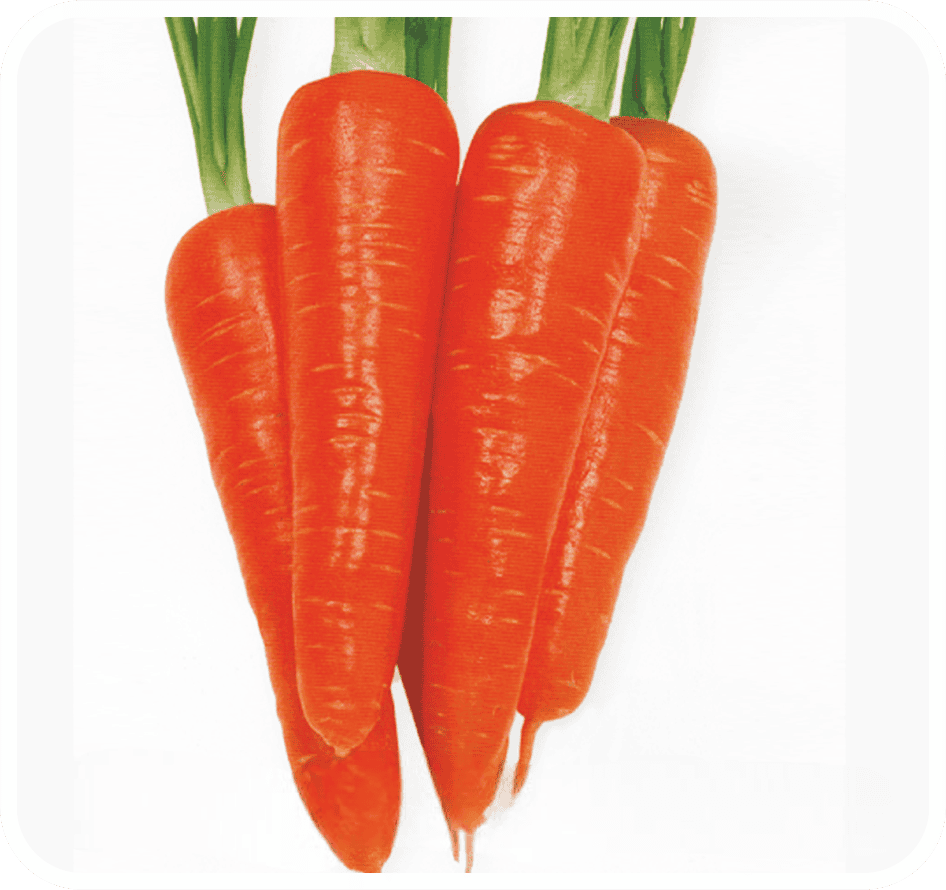 Carrot Orange New Kuroda Seeds