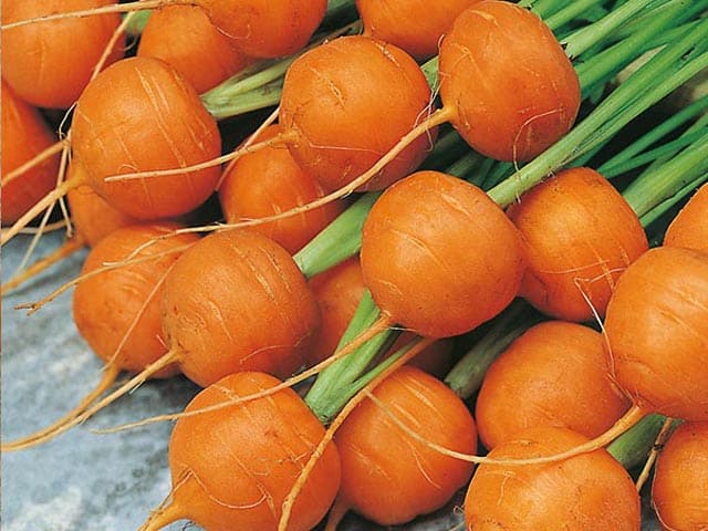 Carrot Orange Round Seeds