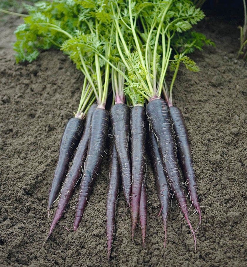 Carrot Purple Queen Seeds