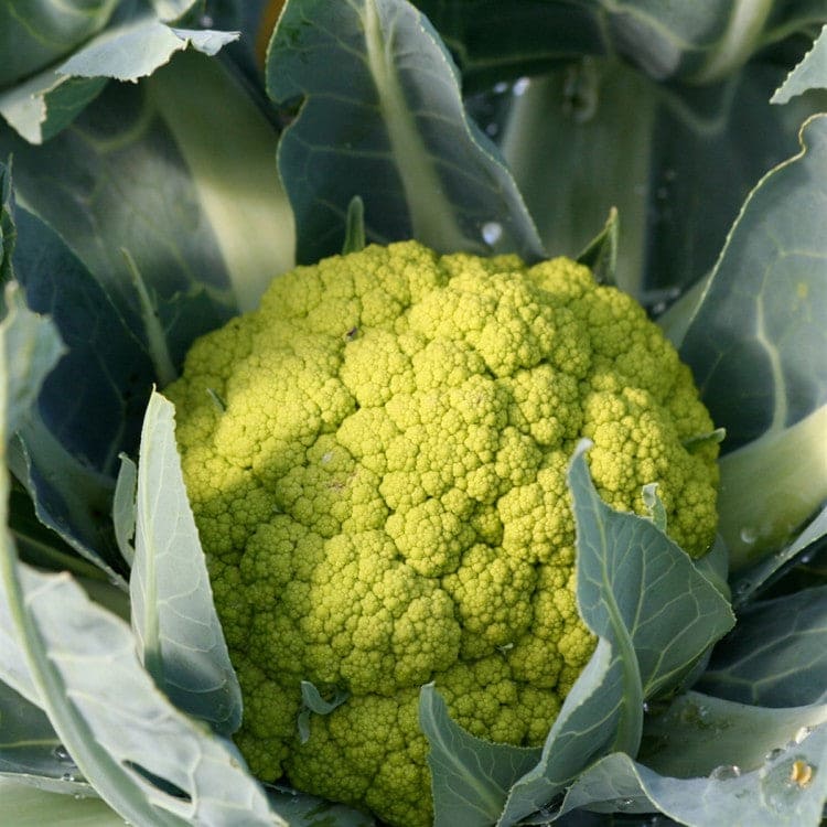 Cauliflower Green Marcerata Seeds