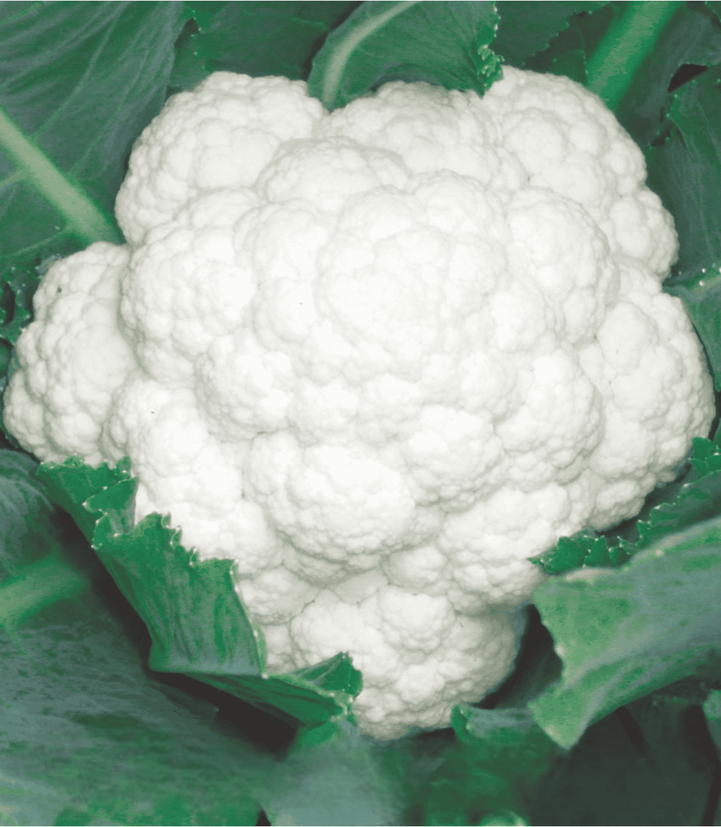 Hybrid Cauliflower for Summer Season (Tropical)