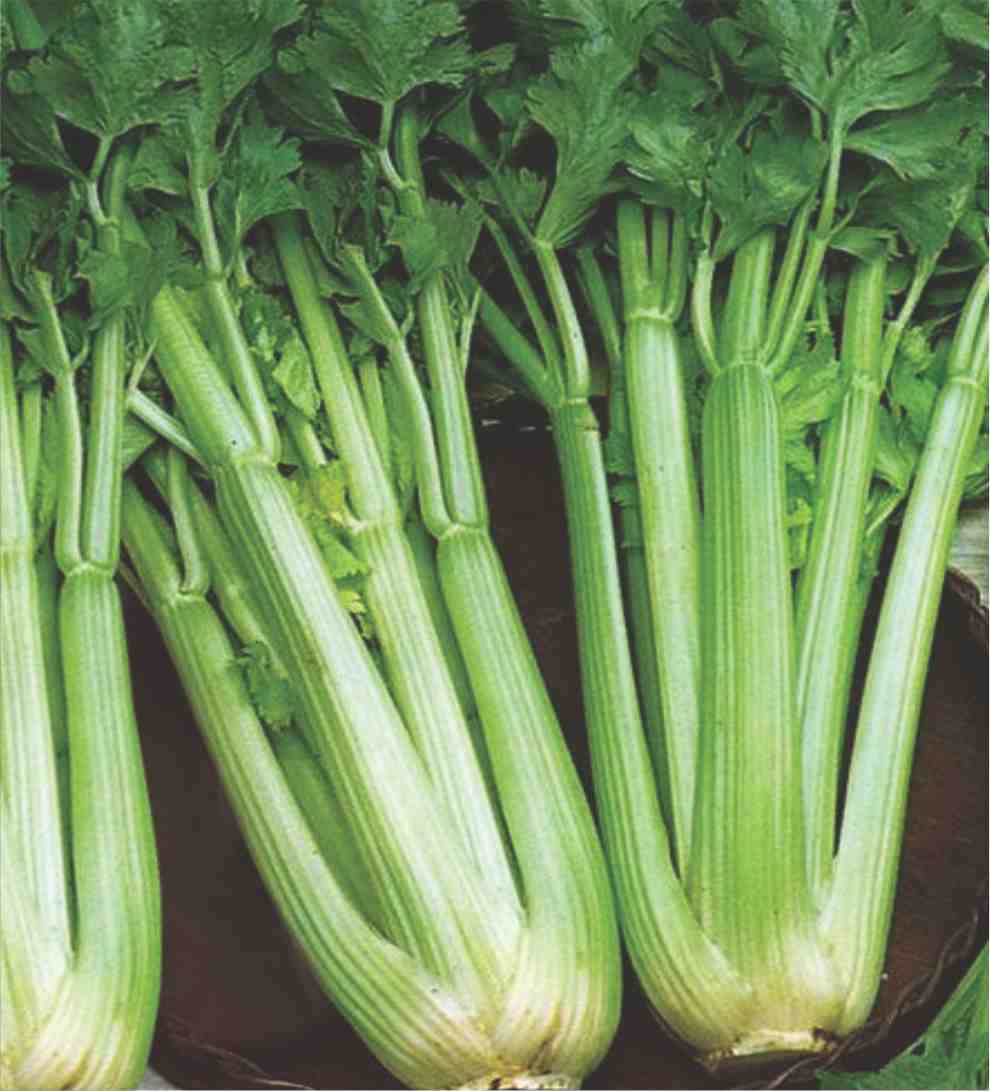 Celery Tall Utah Seeds