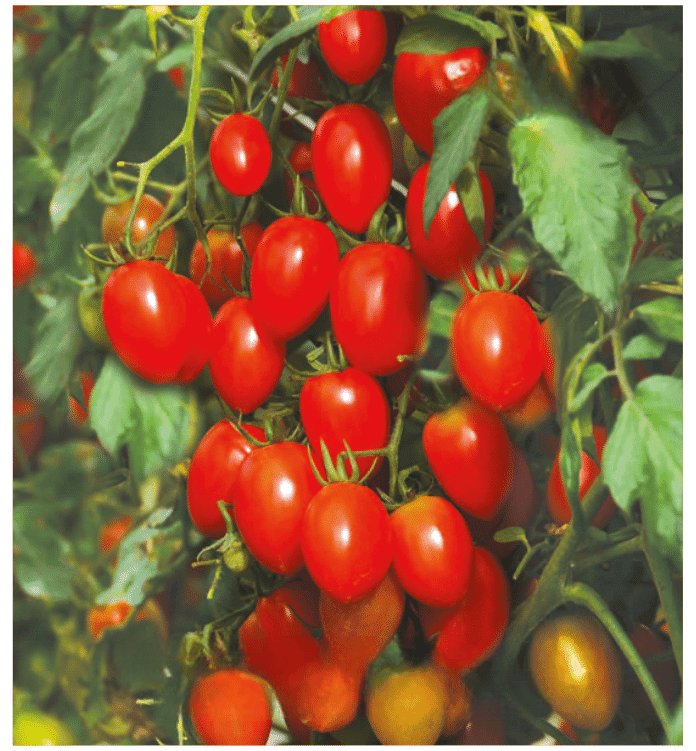 F1 Hybrid Cherry Tomato Reb Oblong seeds
