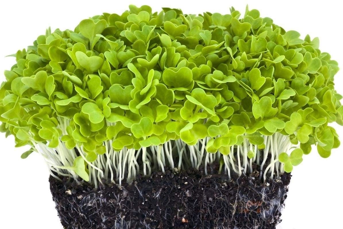 Chinese Cabbage Microgreen