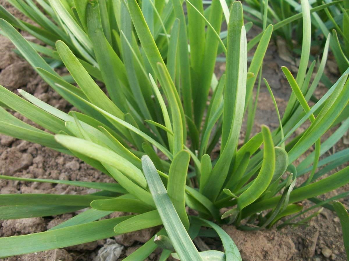 Garlic Chives Seeds