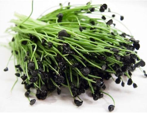 Chives microgreens