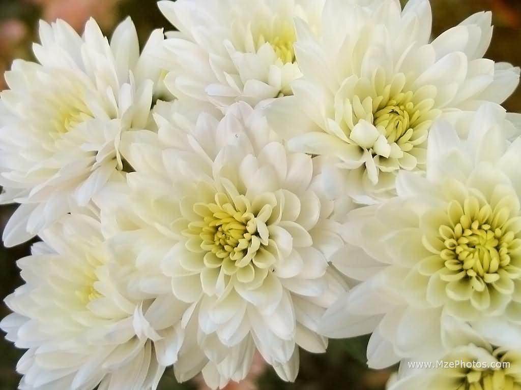 Chrysanthemum White Majestic Seeds