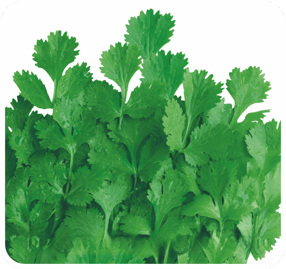 Coriander Desi Cross-91 Seeds