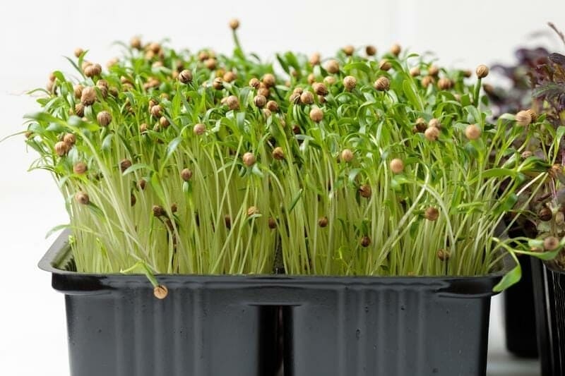 Coriander microgreens