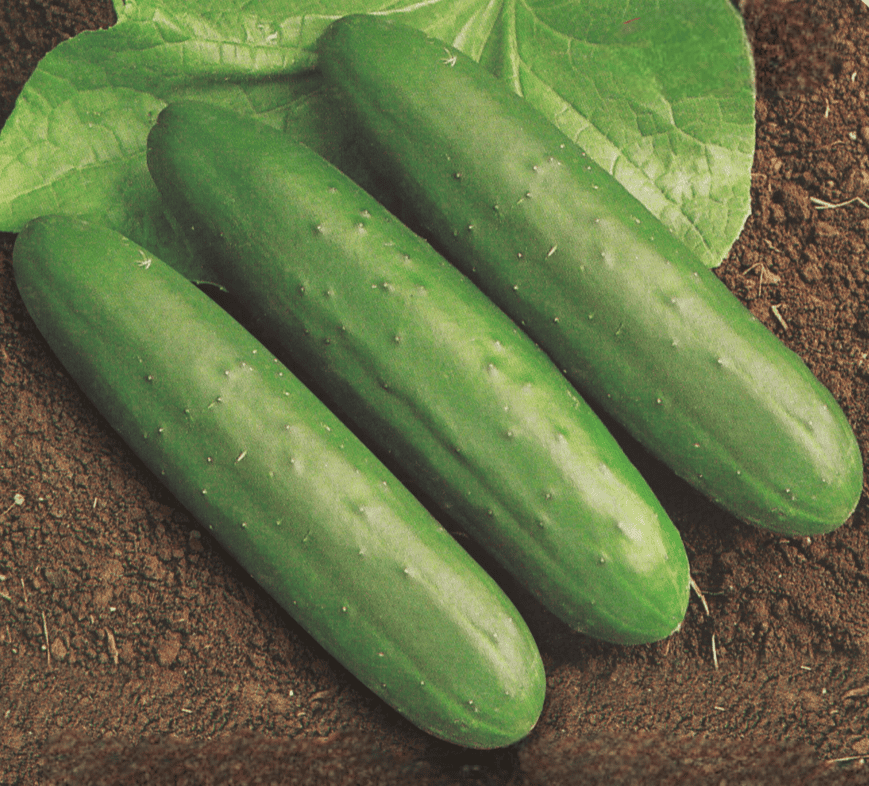 Cucumber American Slicer Seeds