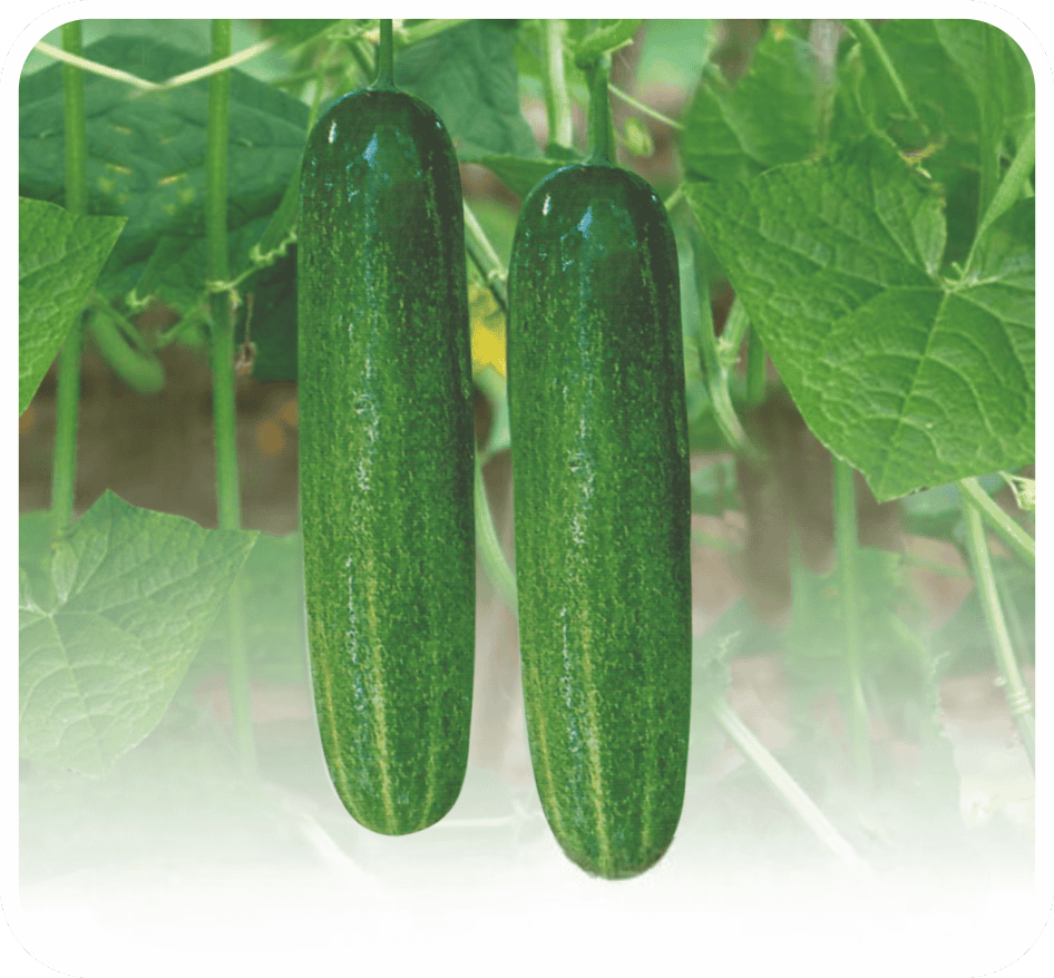 Hybrid Cucumber Sunny-85 Seeds