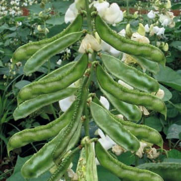 Dolichos Beans Sem Phalli Supreme Seeds