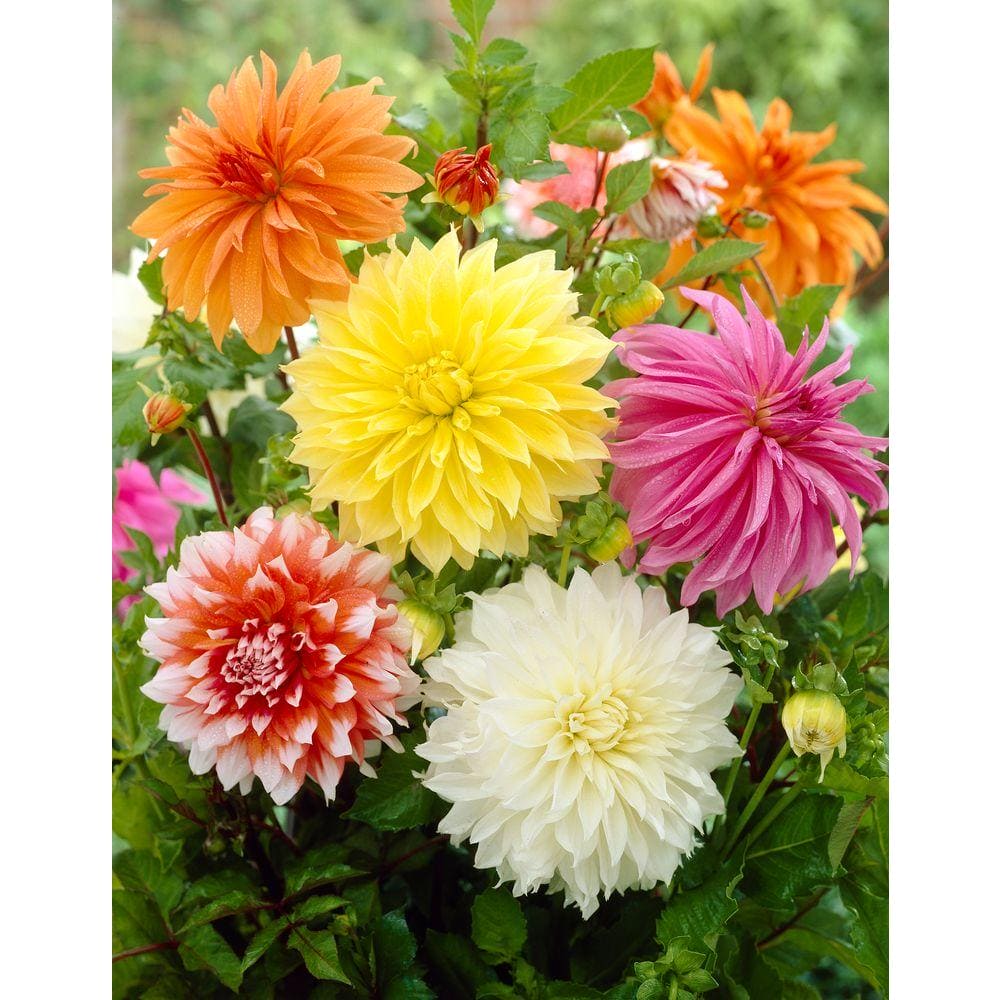 Dahlia Giant Colorful Mix Seeds