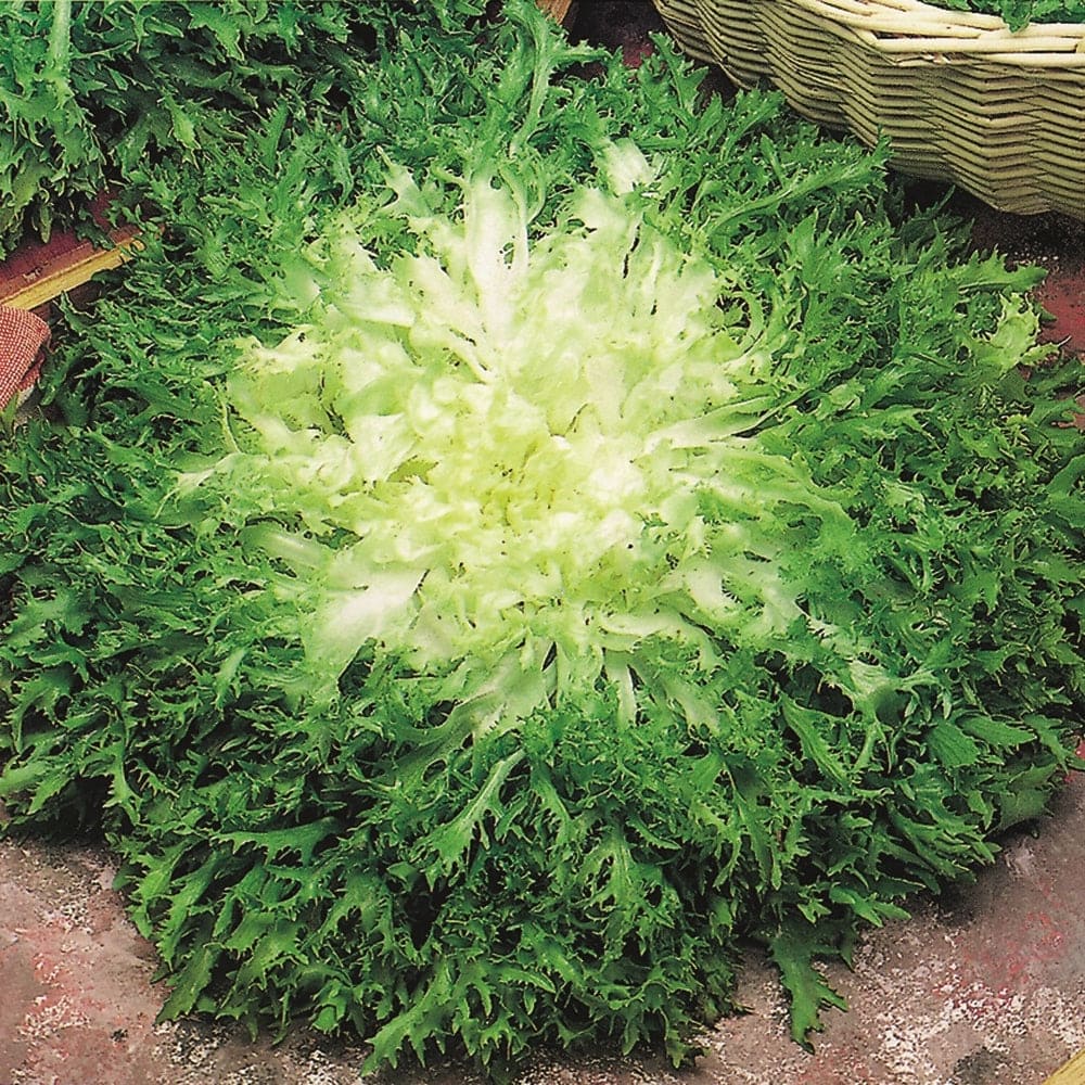 Lettuce Frizzy Seeds