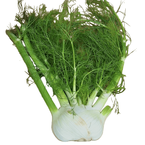 Fennel White Globe Seeds