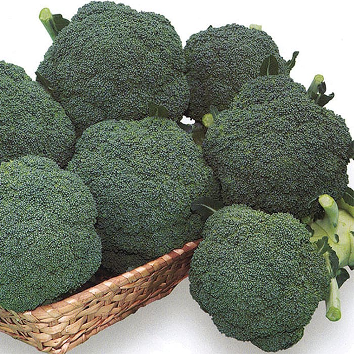 F1 Hybrid Broccoli GS-181 Seeds