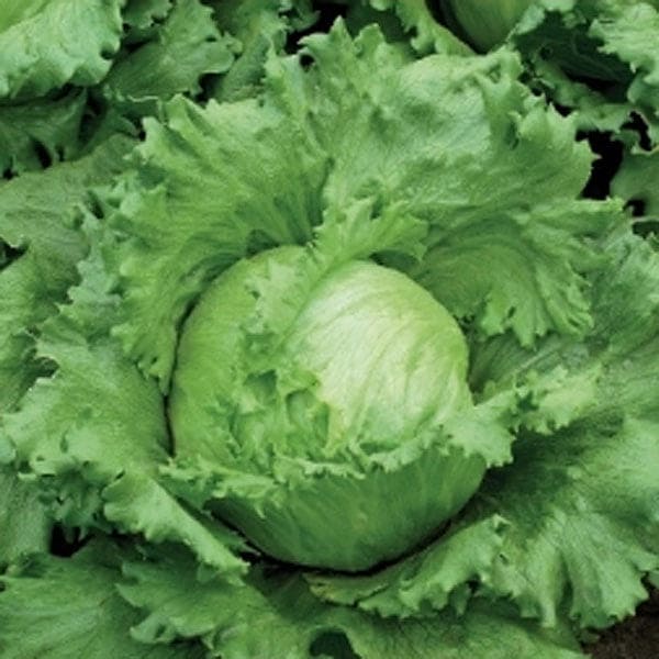 Lettuce Iceberg Variety Bingo Seeds