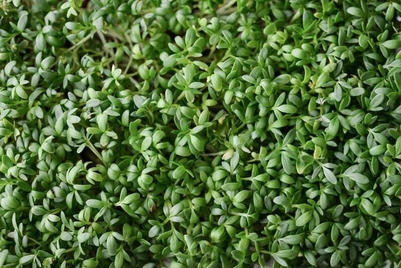 Garden Cress microgreens