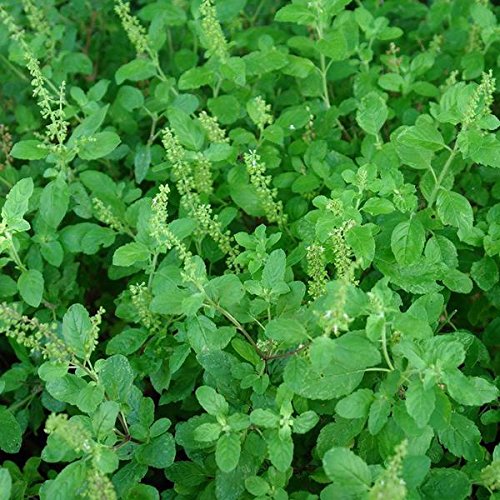 Holy Basil (Tulsi) Seeds
