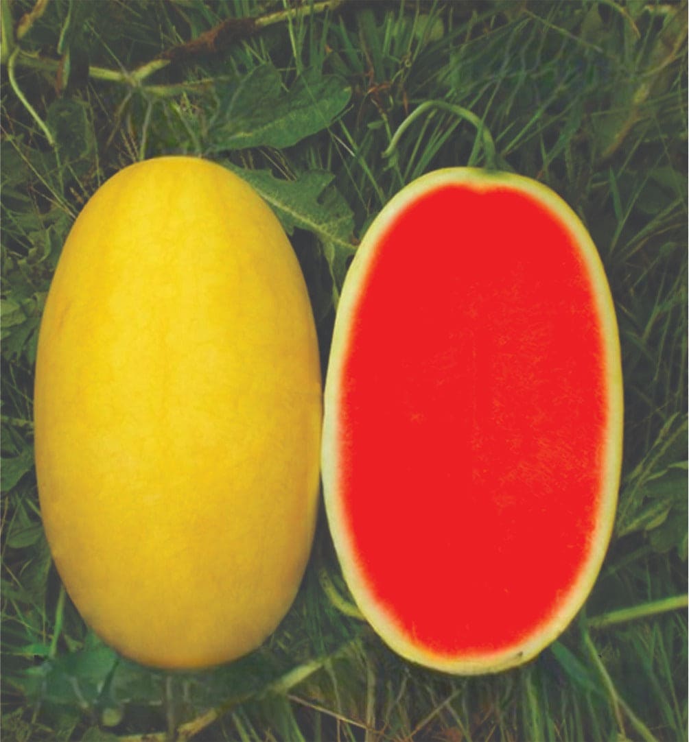 Hybrid Watermelon Golden Sunrise Seeds