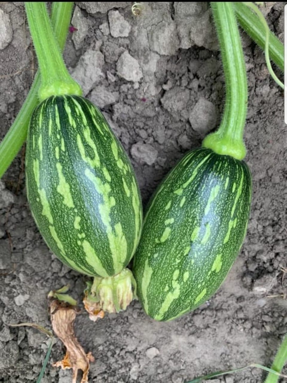 Hybrid Pumpkin Nano Seeds