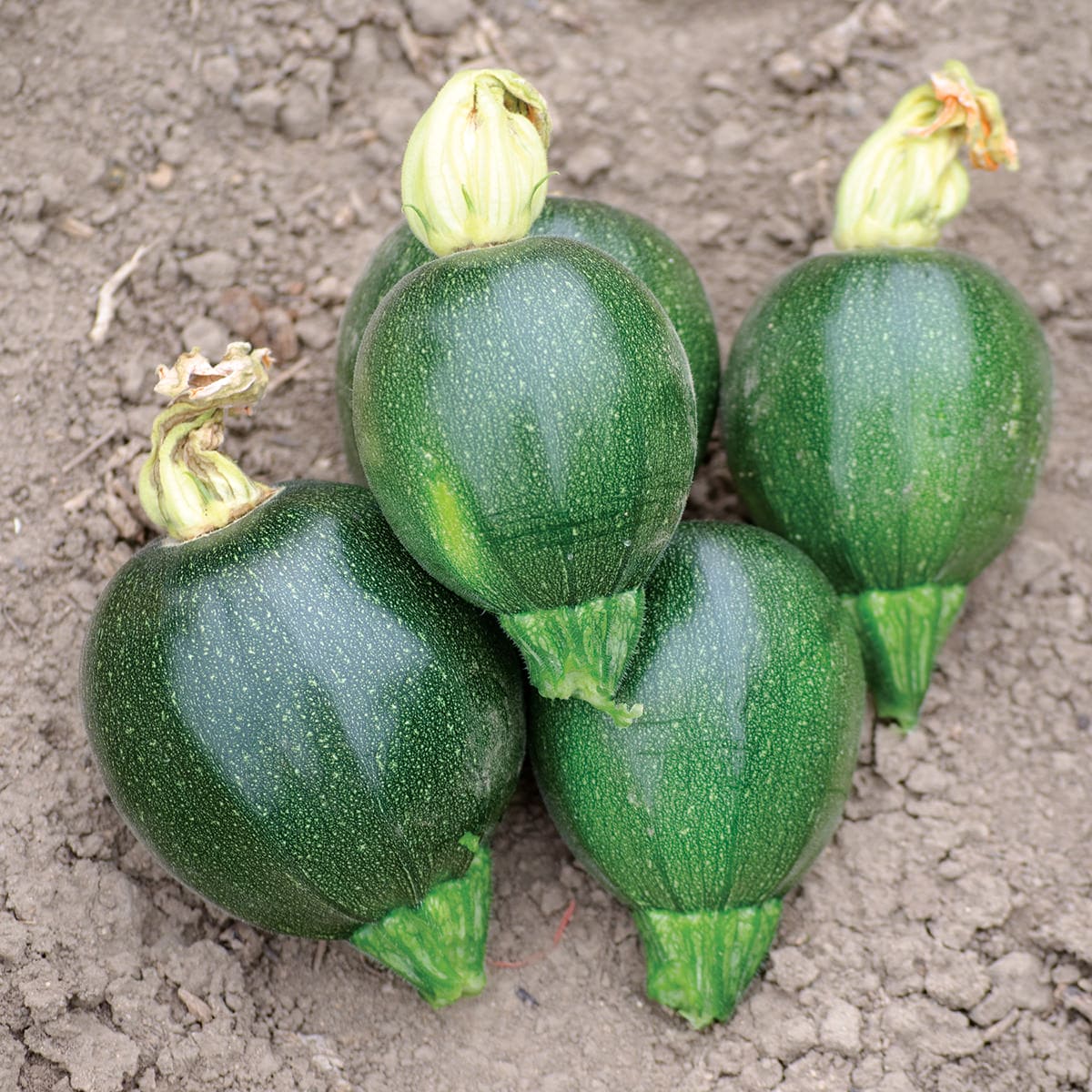 Hybrid Squash Black Ball Seeds