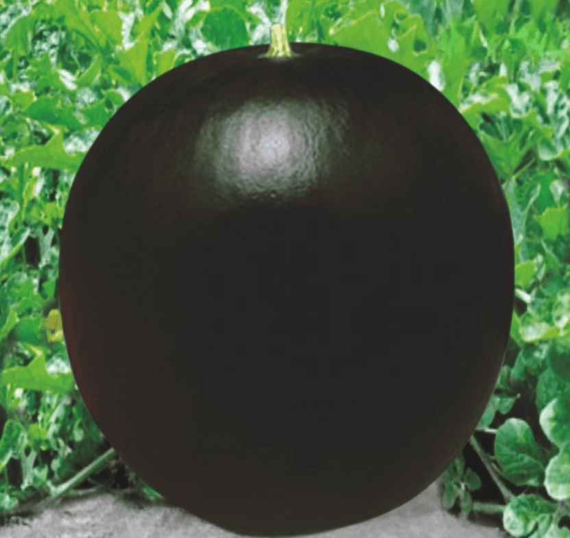 Hybrid Watermelon Black Star Seeds