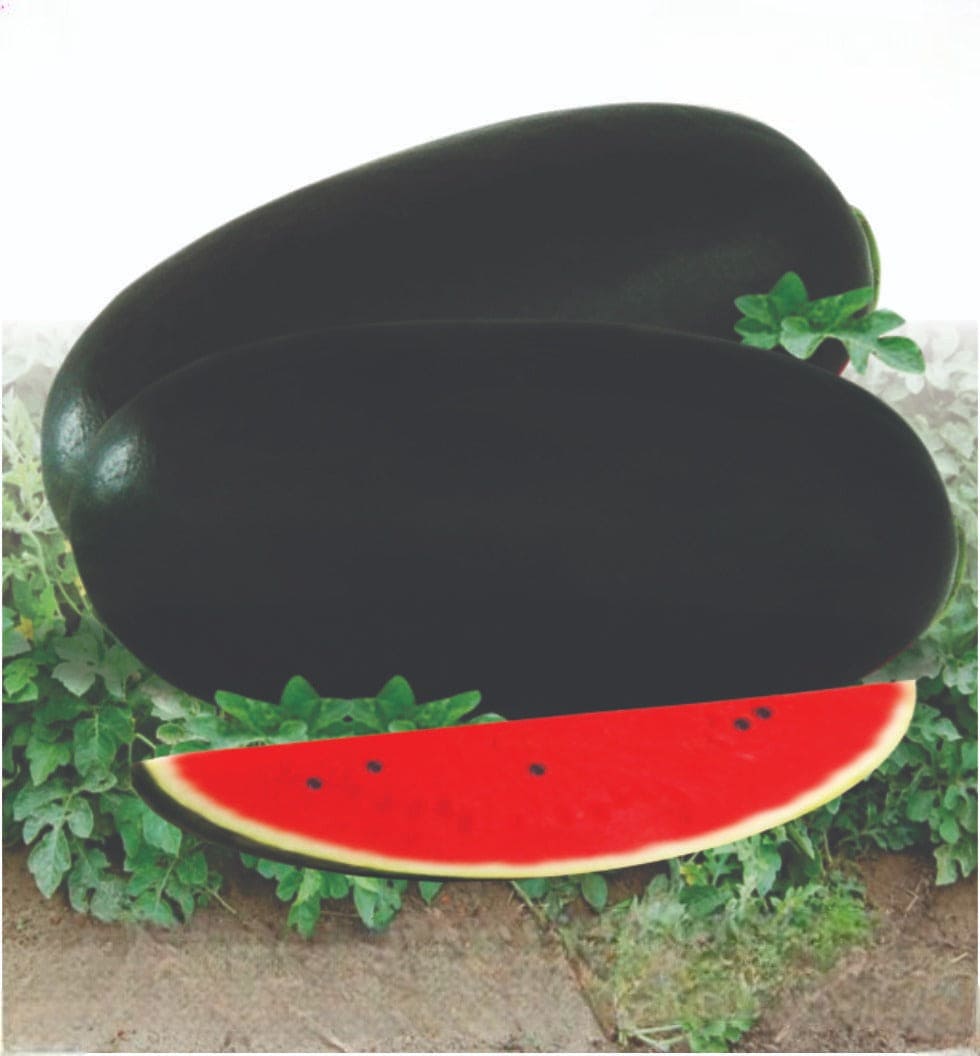 Hybrid Watermelon Icebox Seeds