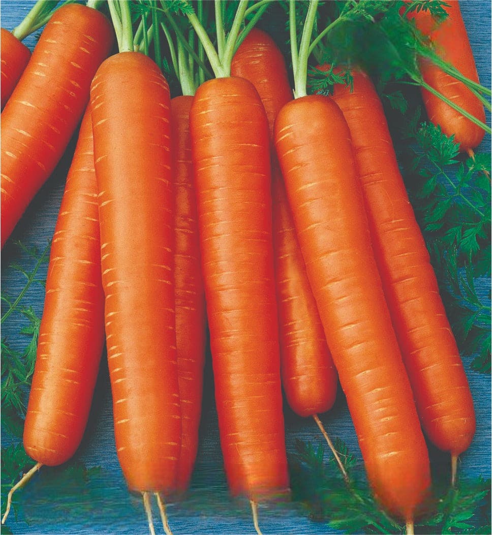 Hybrid Carrot Orange Beauty-909 Seeds