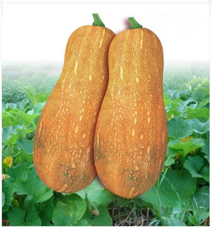 Hybrid Pumpkin Ninja-22 Seeds