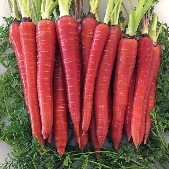 Hybrid Carrot Red Gold-222