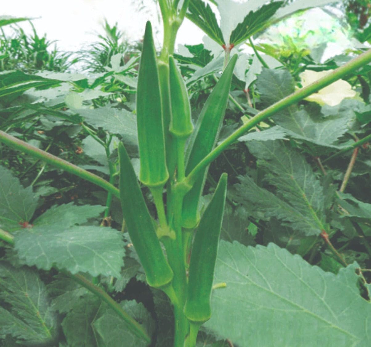 Hybrid Bhindi Sonali-99 Seeds