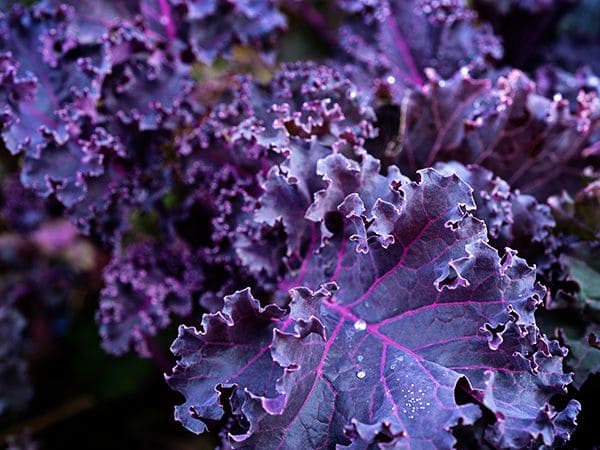 Kale Red Scarlet Seeds
