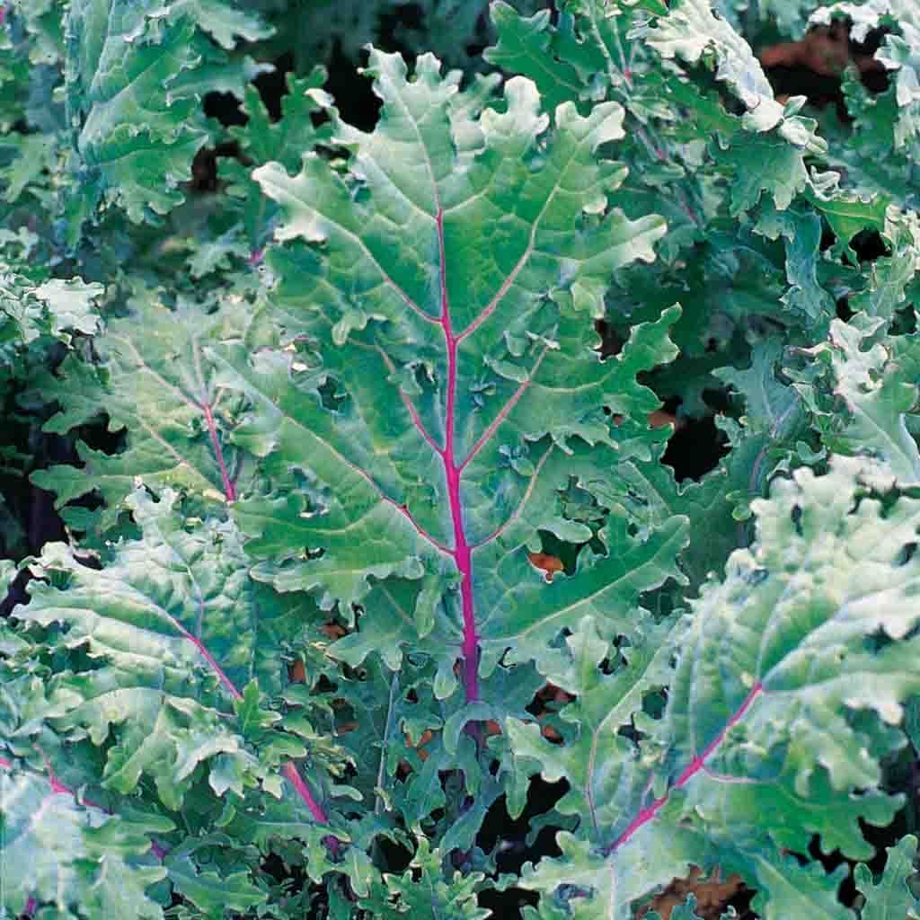 Kale Red Russian Seeds