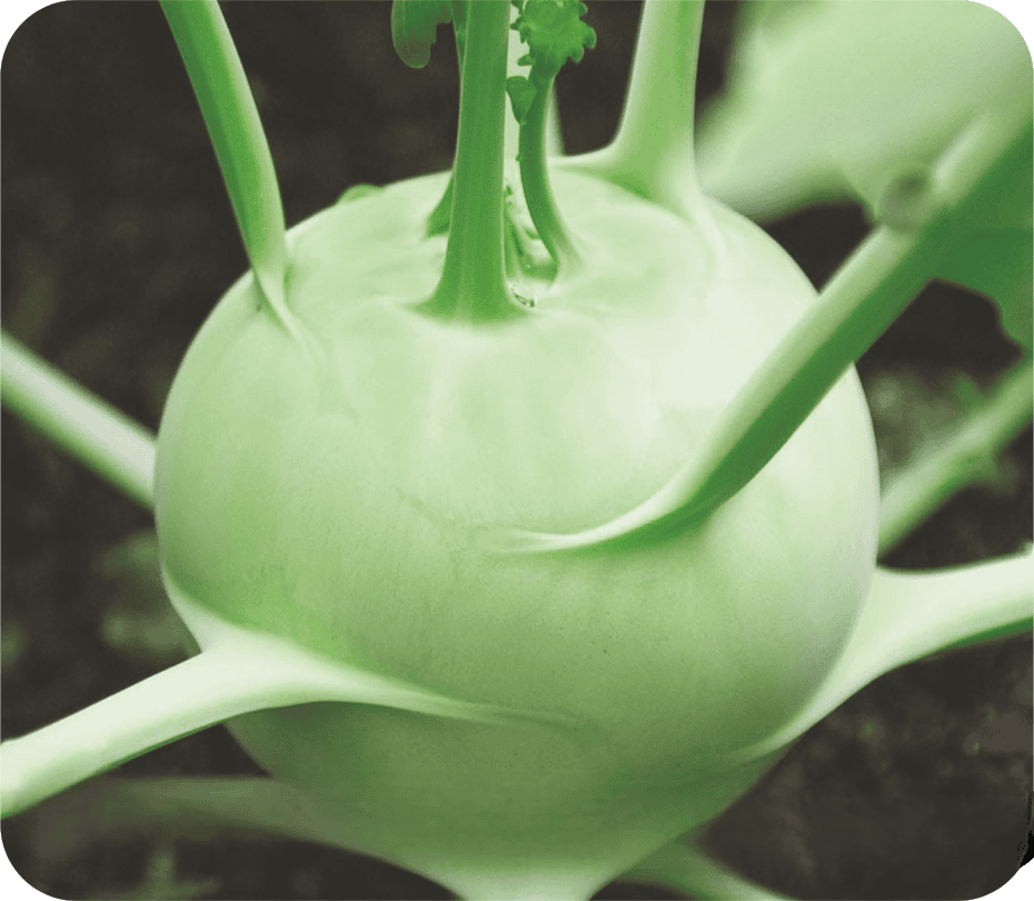 Knolkhol Early White Vienna Seeds