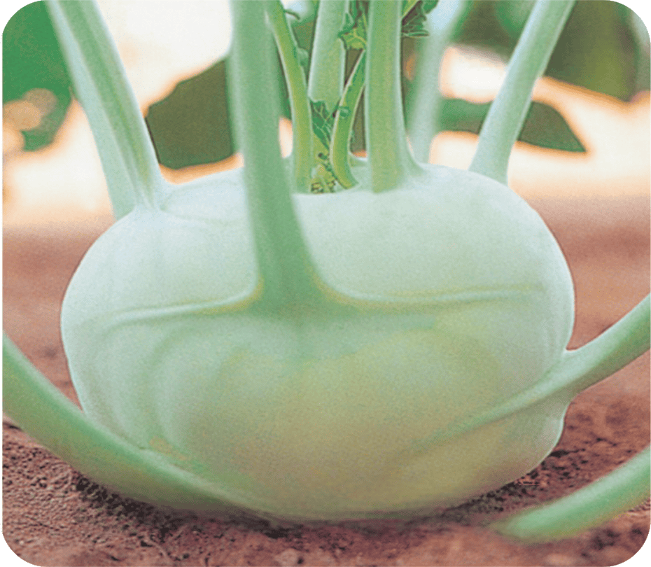 Hybrid Knolkhol Vintage Seeds