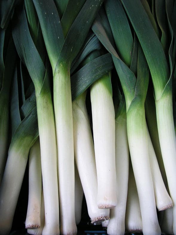 Leek Long Giant Seeds