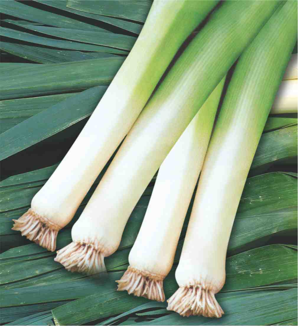 Leek American Flag Seeds