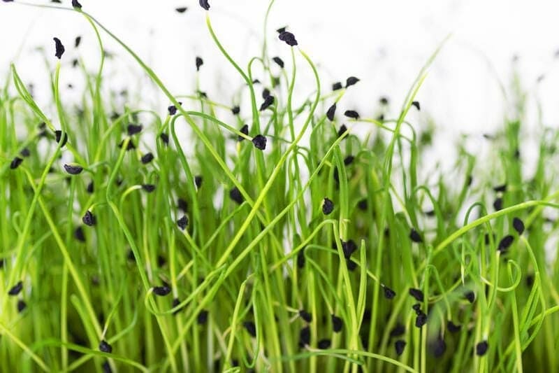 Leek microgreens